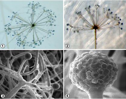 Figures 1 and 2) Sporangiophores of S. umbellata which arise directly from the substrate, forming an umbel and then each branch forms a secondary umbel.
Figures 3 and 4) The secondary umbels branch dichotomously, one branch terminating in a sporangium and other in a sterile spine. Images by Gerald Benny and Kerry O'Donnell.