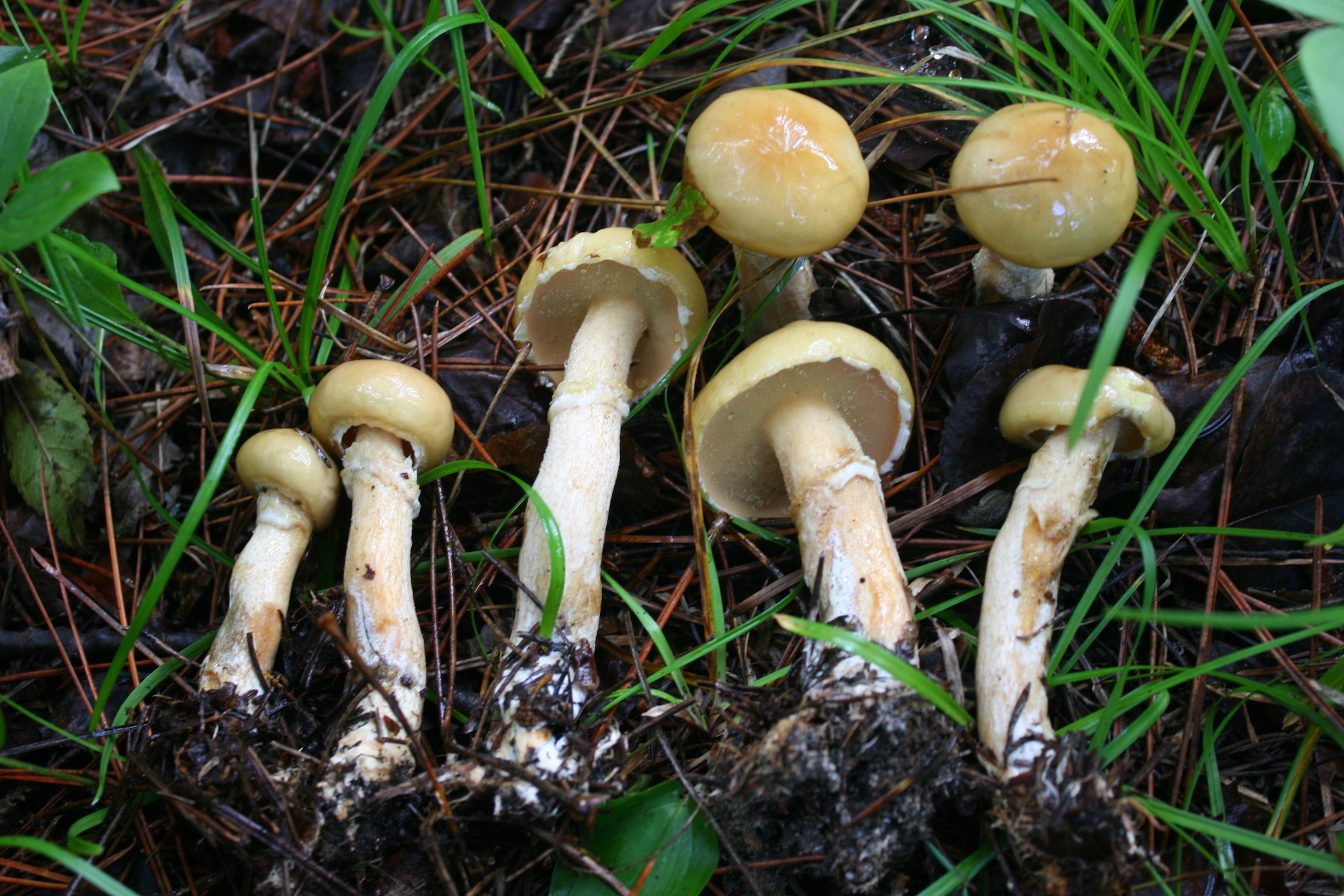 Suillus acidus