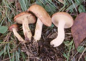 Suillus granulatus
