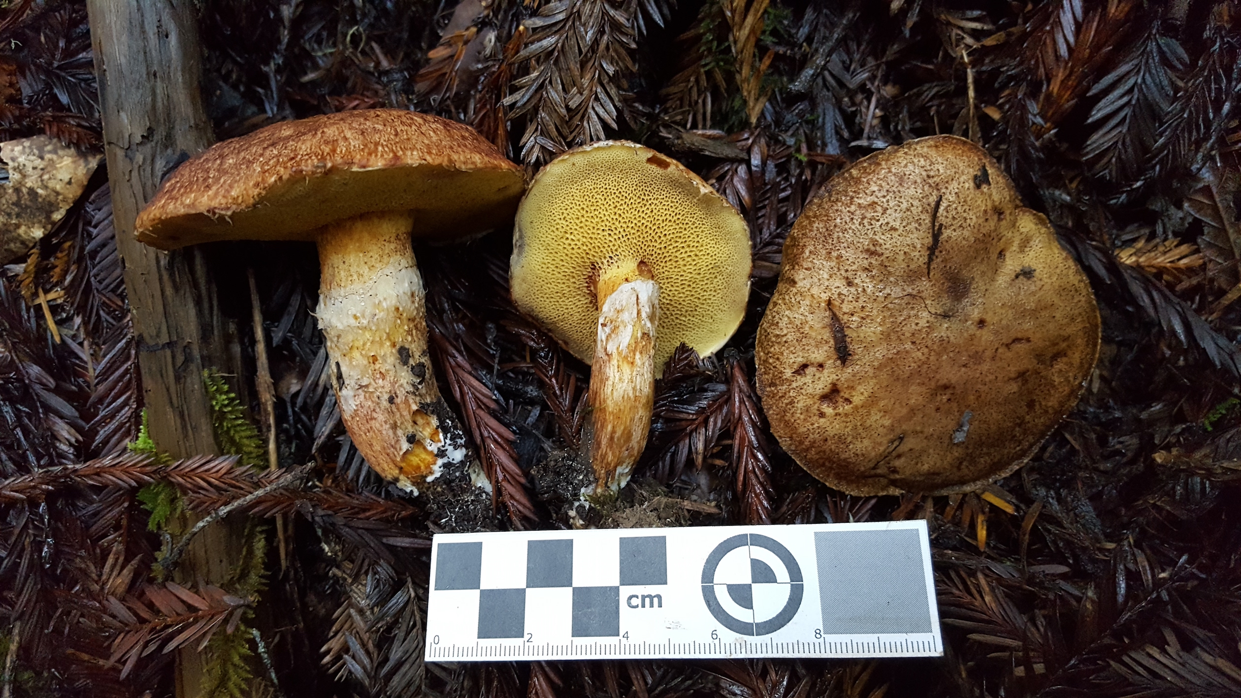 Suillus lakei