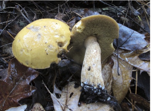 Suillus punctipes