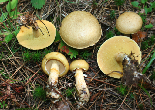 Suillus subalutaceus