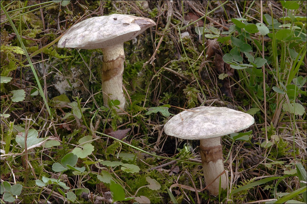 Suillus viscidus