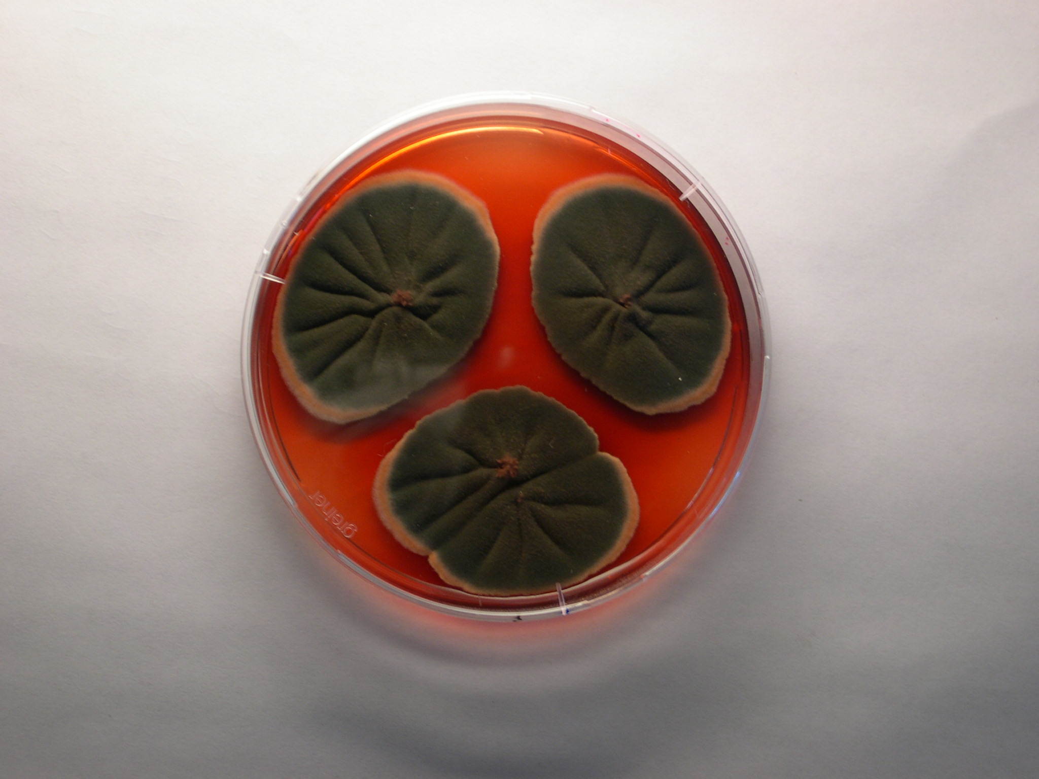 Photo of Talaromyces atroroseus IBT 11181