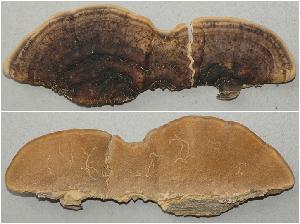 specimen Zimbabwe, C. Decock, 15 Apr. 1993, MUCL 38451