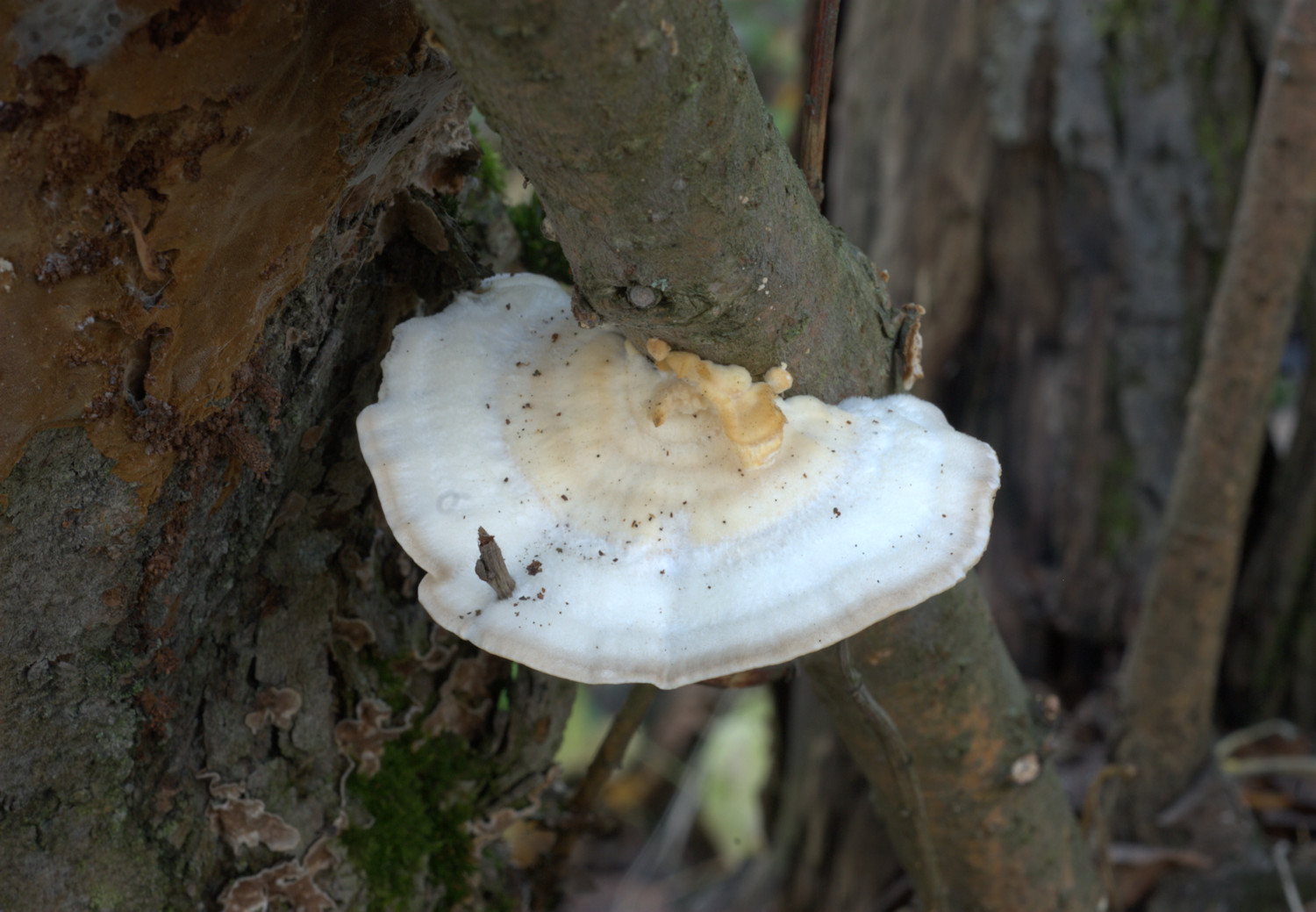 Trametes pubescens by Otto Miettinen, University of Helsinki, Finland