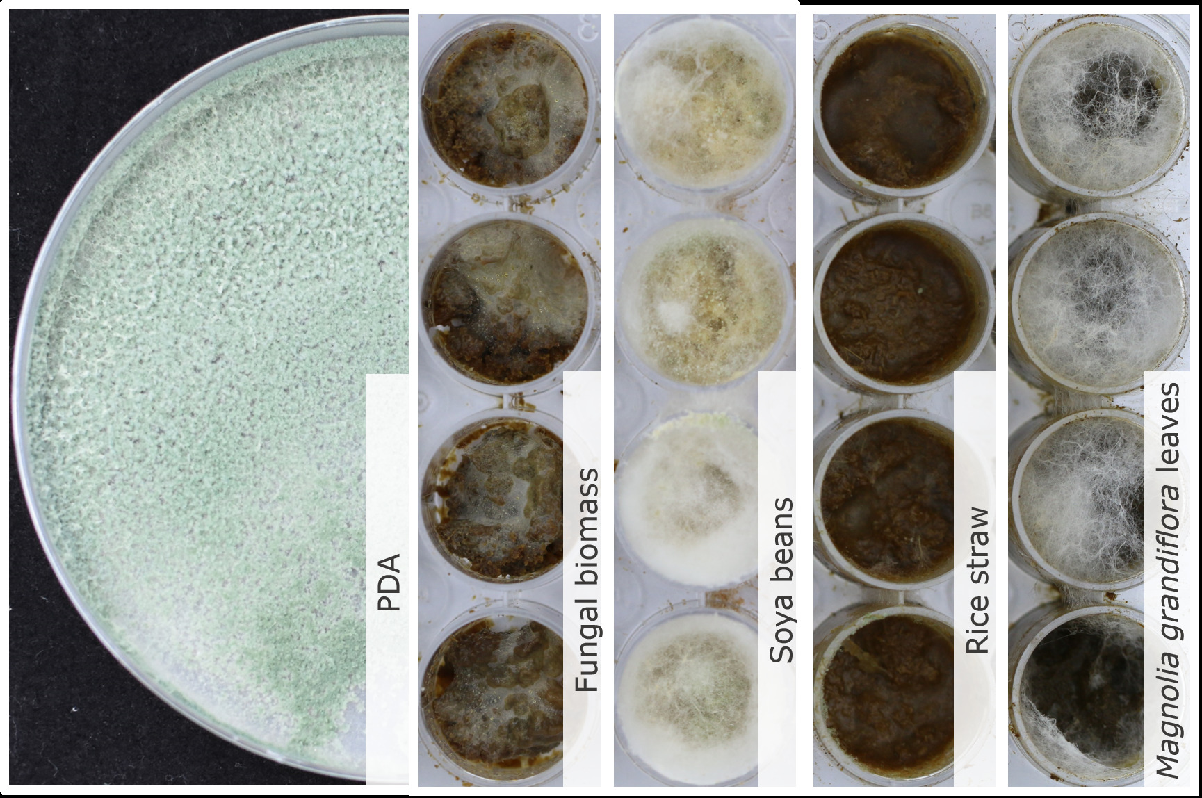 Trichoderma sp. TUCIM 5640