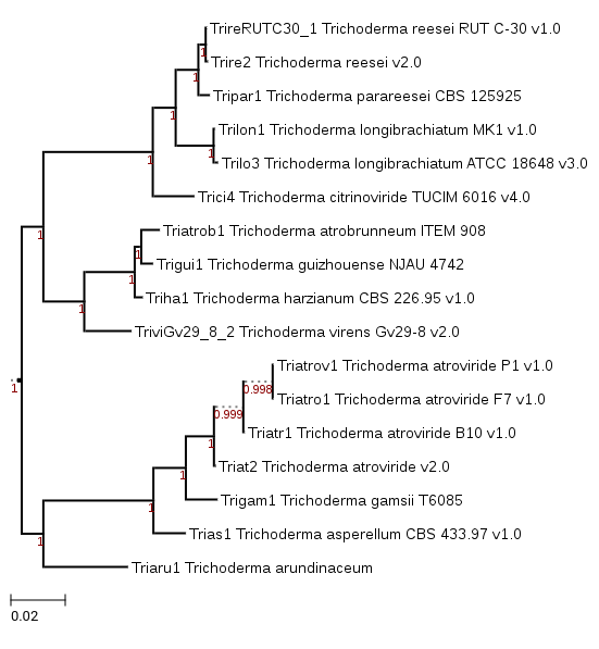 Photo of Trichoderma arundinaceum IBT 40837