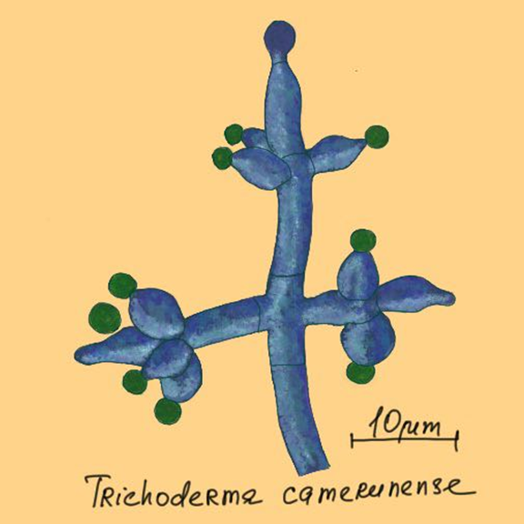 Trichoderma camerunense