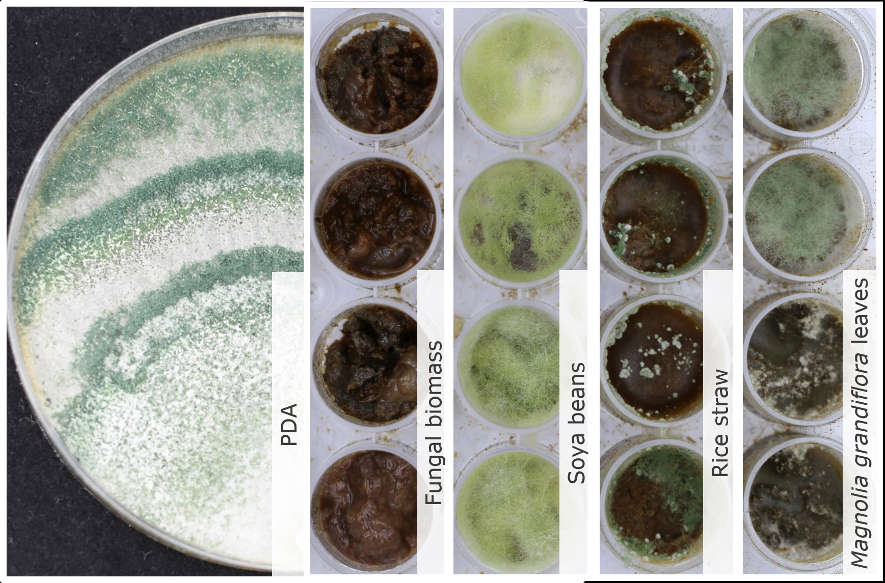 Photo credit: Feng Cai and Irina S. Druzhinina