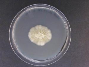 Photo of Trichosporon guehoae v1.0