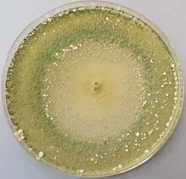 Photo of Trichoderma harzianum T22 v1.0