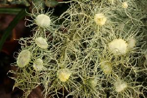 Usnea florida