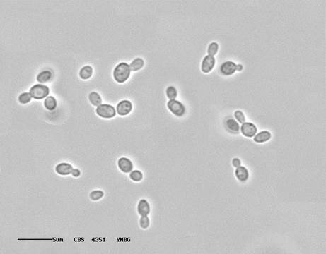 Photo of Wickerhamiella domercqiae NRRL Y-6692 v1.0