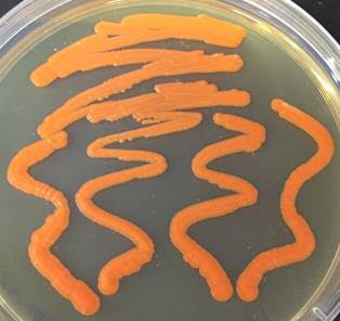 Closely related strain Xanthoyphyllomyces dendrorhous ATCC 96594. Image by Joseph Collins.