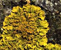 Xanthoria parietina 
