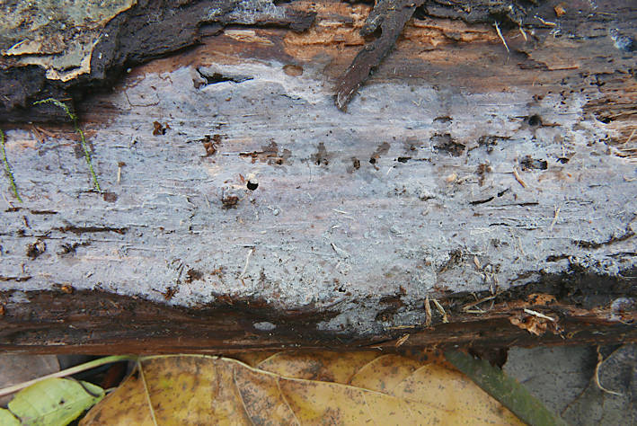 Xenasmatella tulasnelloidea growing on a birch branch in Helsinki,
Finland (collection Otto Miettinen 20453, origin of the genome strain)