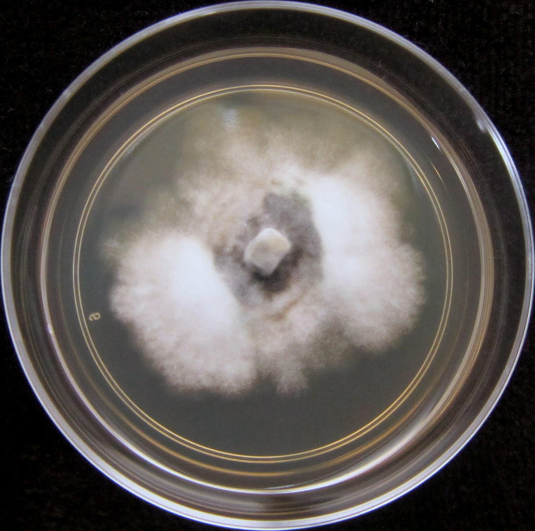 Photo credit: Jana M. U'Ren. Grown on 2% Malt Extract Agar.