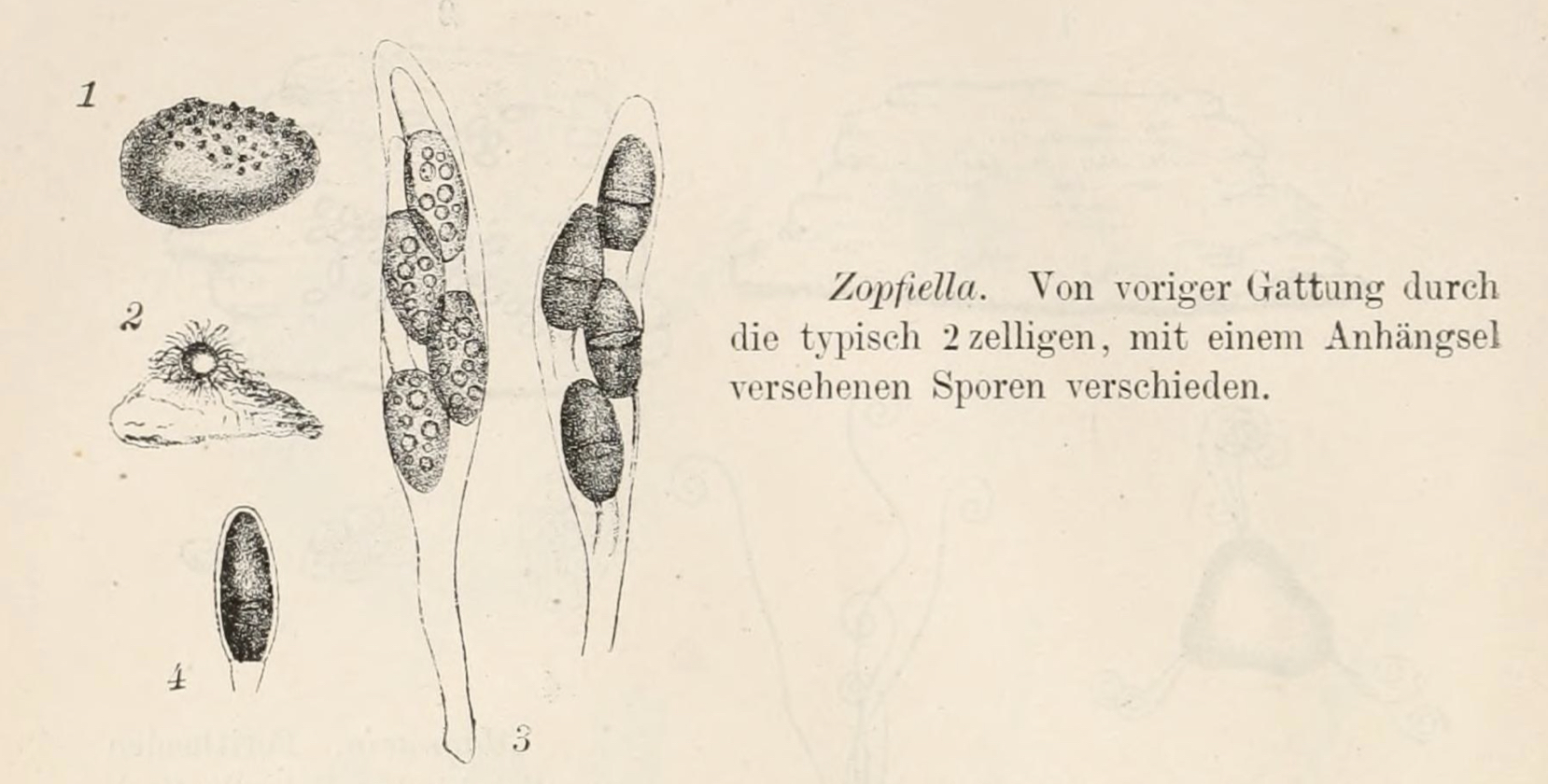 Drawing of Zopfiella by Rabenhorst L &amp; Grunow A. [Image Source: Dr. L. Rabenhorst&#39;s Kryptogamen-Flora von Deutschland, Oesterreich und der Schweiz